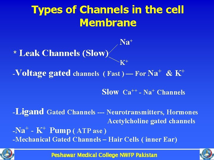 Types of Channels in the cell Membrane Na+ * Leak Channels (Slow) K+ -Voltage