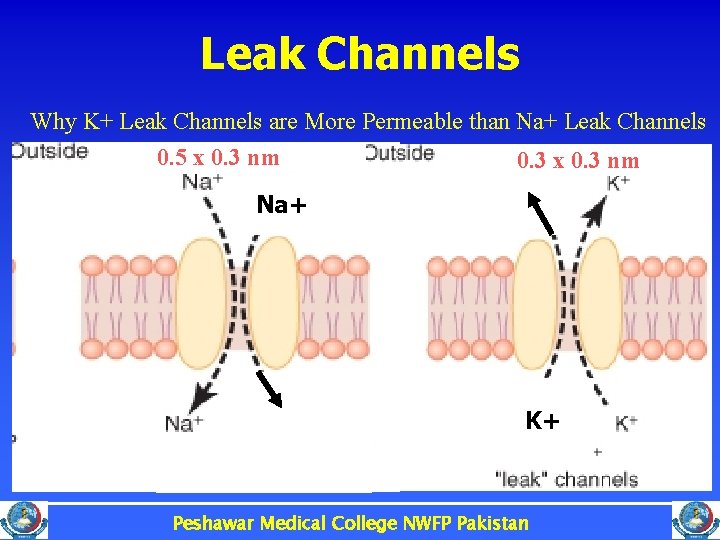 Leak Channels Why K+ Leak Channels are More Permeable than Na+ Leak Channels 0.