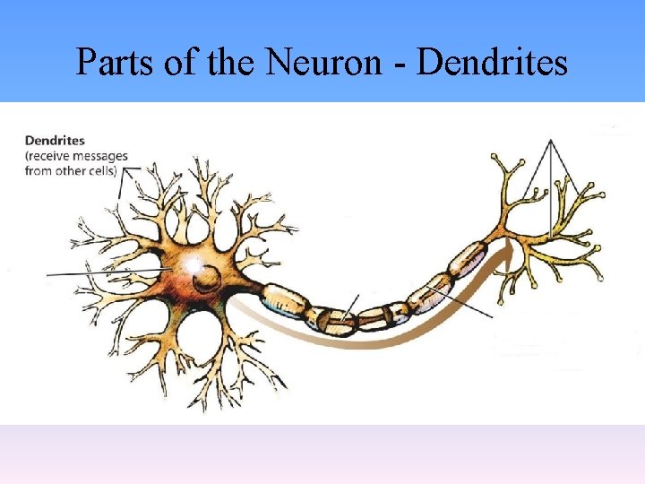 Parts of the Neuron - Dendrites 