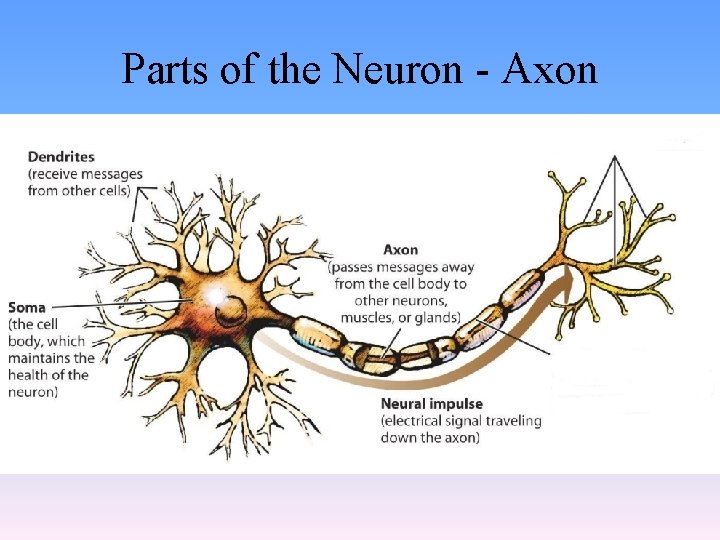 Parts of the Neuron - Axon 