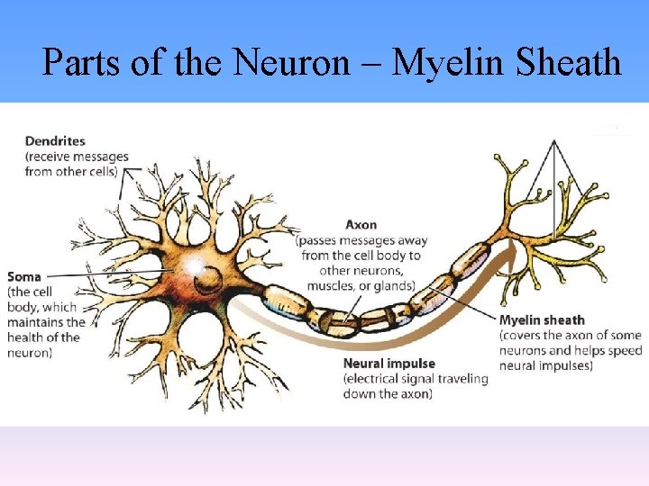 Parts of the Neuron – Myelin Sheath 