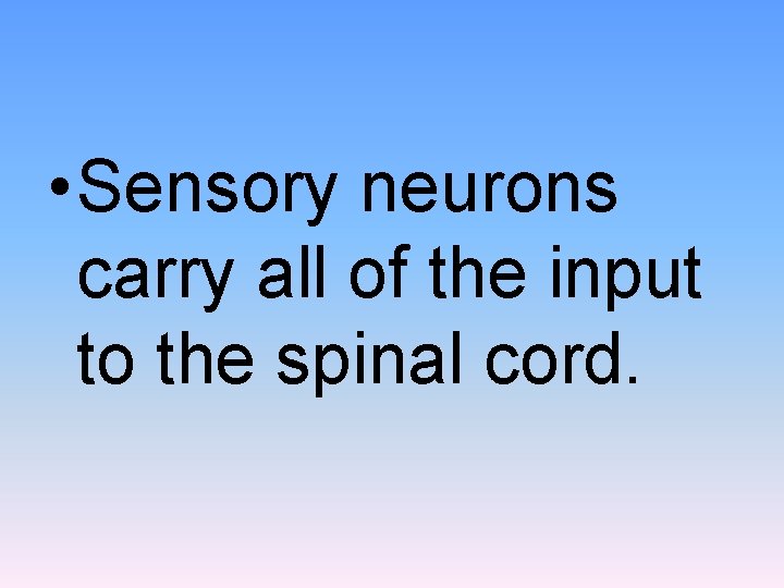  • Sensory neurons carry all of the input to the spinal cord. 