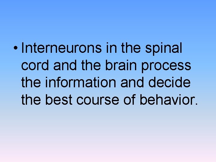  • Interneurons in the spinal cord and the brain process the information and