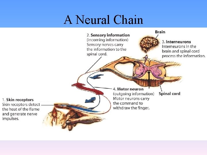 A Neural Chain 