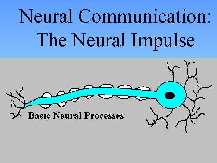 Neural Communication: The Neural Impulse 