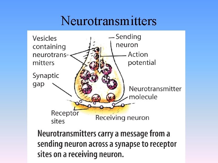 Neurotransmitters 