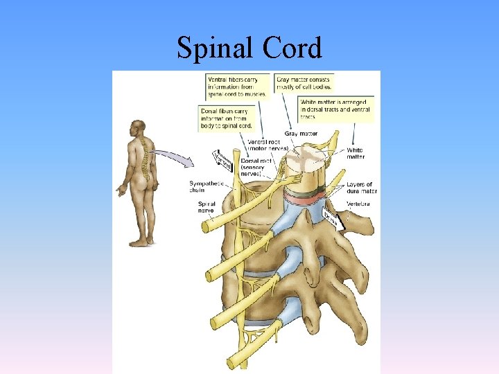 Spinal Cord 