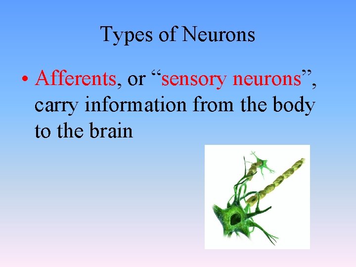 Types of Neurons • Afferents, or “sensory neurons”, carry information from the body to