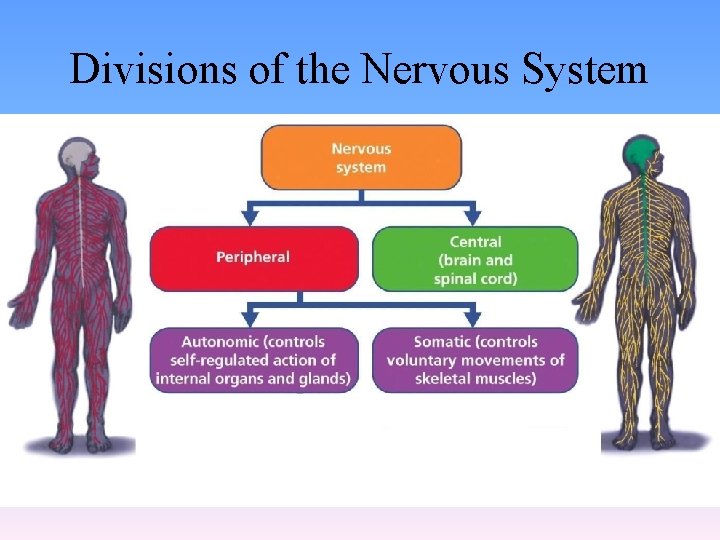 Divisions of the Nervous System 