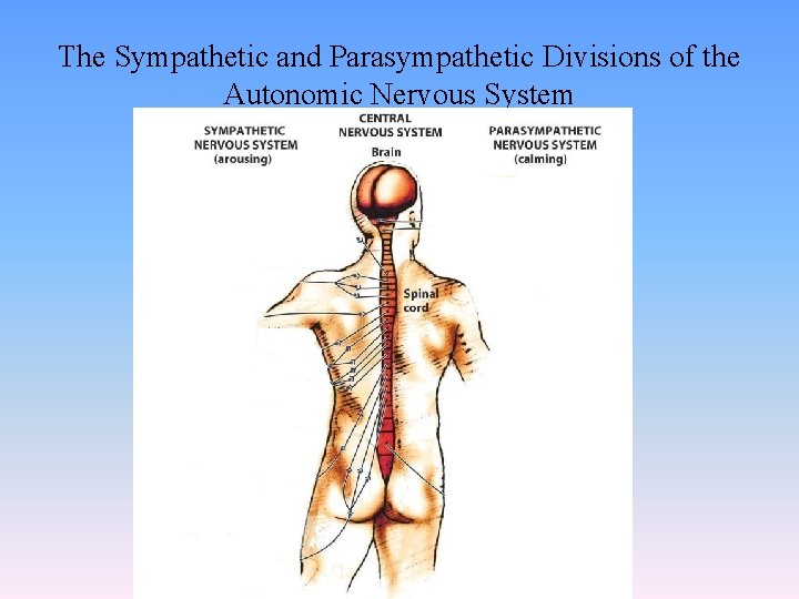 The Sympathetic and Parasympathetic Divisions of the Autonomic Nervous System 