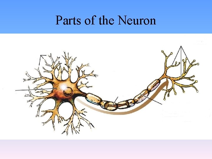 Parts of the Neuron 