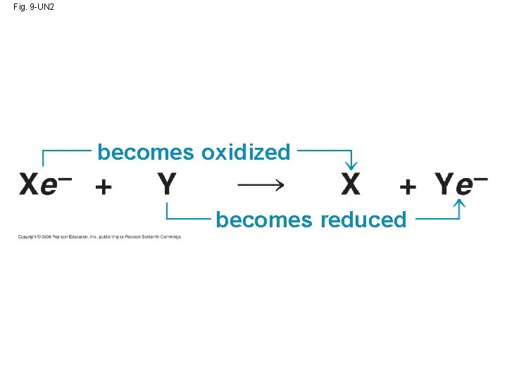 Fig. 9 -UN 2 becomes oxidized becomes reduced 