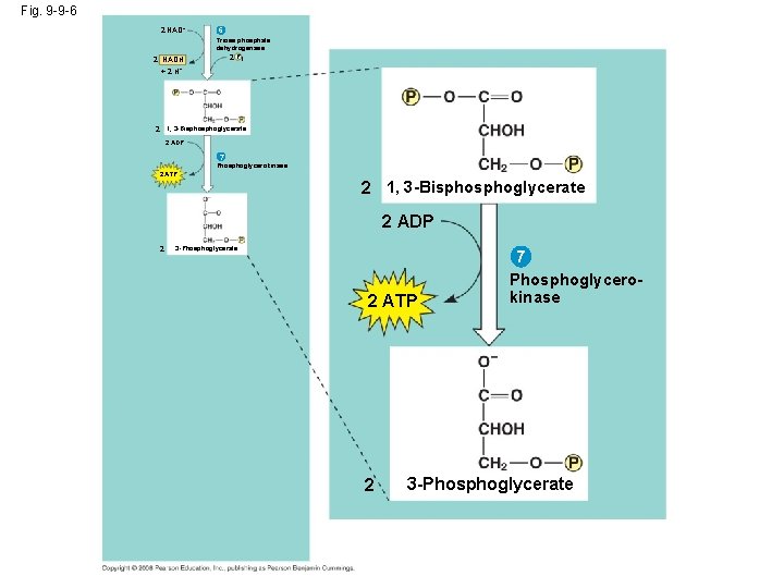 Fig. 9 -9 -6 2 NAD+ 2 NADH + 2 H+ 6 Triose phosphate