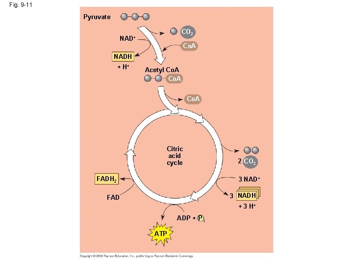 Fig. 9 -11 Pyruvate CO 2 NAD+ Co. A NADH + H+ Acetyl Co.