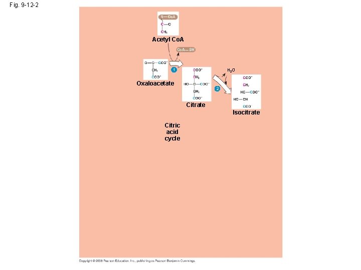 Fig. 9 -12 -2 Acetyl Co. A—SH H 2 O 1 Oxaloacetate 2 Citrate