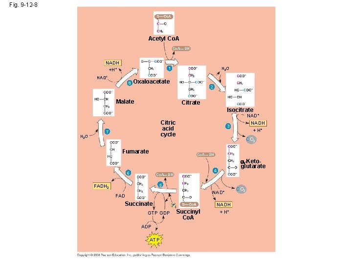 Fig. 9 -12 -8 Acetyl Co. A—SH NADH +H+ H 2 O 1 NAD+
