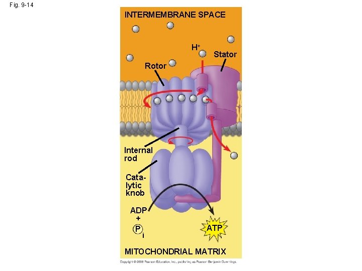 Fig. 9 -14 INTERMEMBRANE SPACE H+ Stator Rotor Internal rod Catalytic knob ADP +