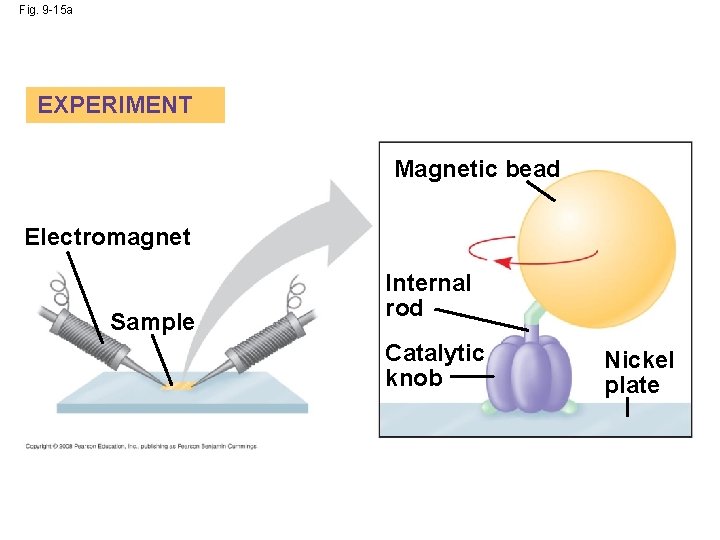Fig. 9 -15 a EXPERIMENT Magnetic bead Electromagnet Sample Internal rod Catalytic knob Nickel