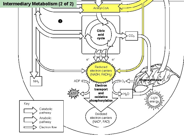 Intermediary Metabolism (2 of 2) 