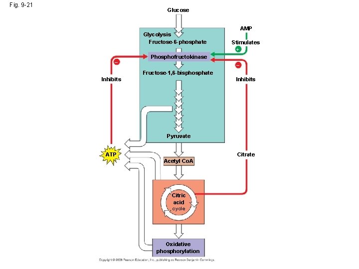 Fig. 9 -21 Glucose Glycolysis Fructose-6 -phosphate – AMP Stimulates + Phosphofructokinase – Fructose-1,