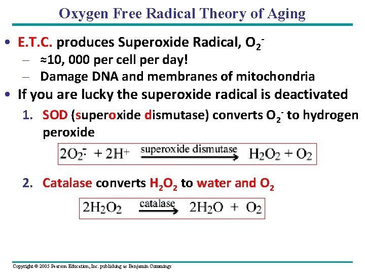 Oxygen Free Radical Theory of Aging • E. T. C. produces Superoxide Radical, O