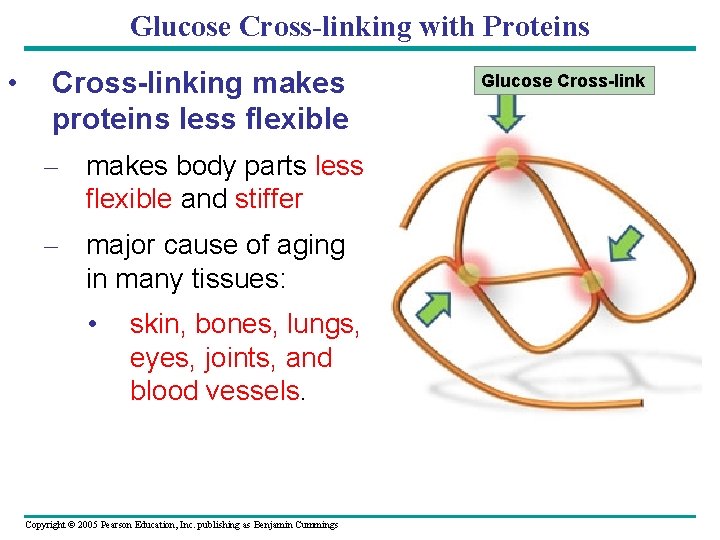 Glucose Cross-linking with Proteins • Cross-linking makes proteins less flexible – makes body parts