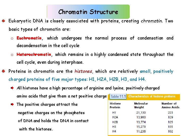 Chromatin Structure Eukaryotic DNA is closely associated with proteins, creating chromatin. Two basic types