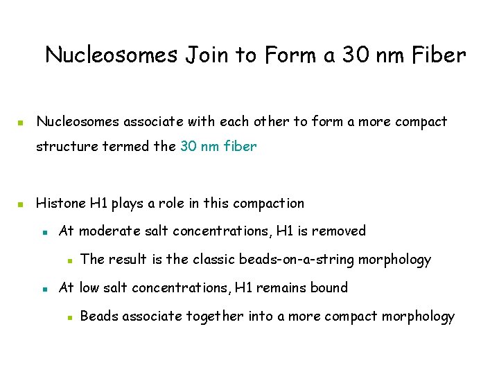 Nucleosomes Join to Form a 30 nm Fiber n Nucleosomes associate with each other