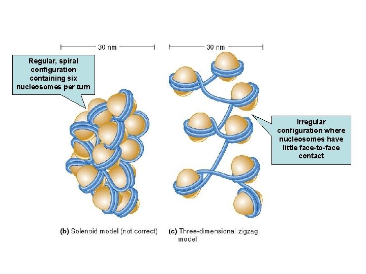 Regular, spiral configuration containing six nucleosomes per turn Irregular configuration where nucleosomes have little