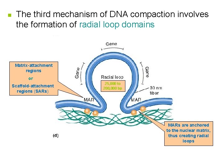 n The third mechanism of DNA compaction involves the formation of radial loop domains