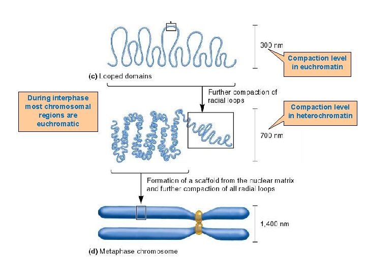 Compaction level in euchromatin During interphase most chromosomal regions are euchromatic Compaction level in