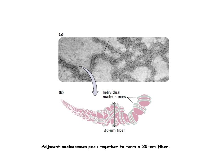 Adjacent nucleosomes pack together to form a 30 -nm fiber. 