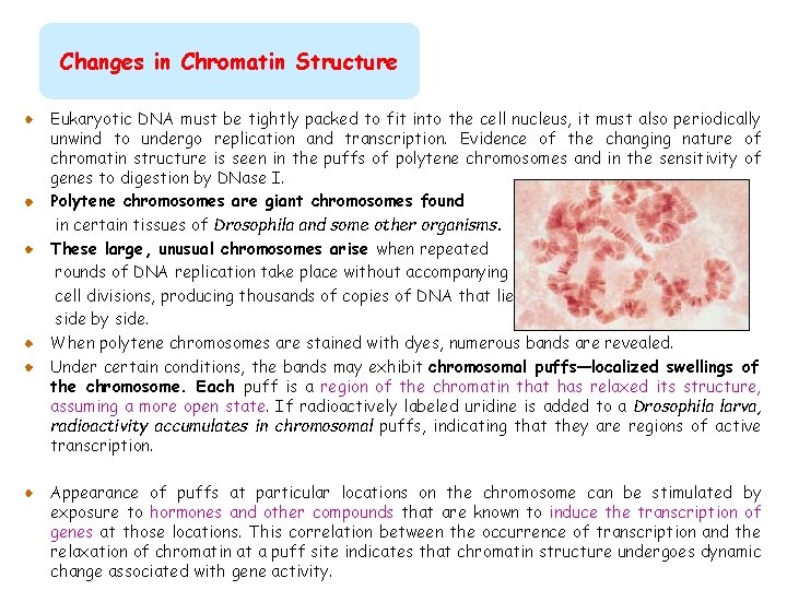 Changes in Chromatin Structure Eukaryotic DNA must be tightly packed to fit into the