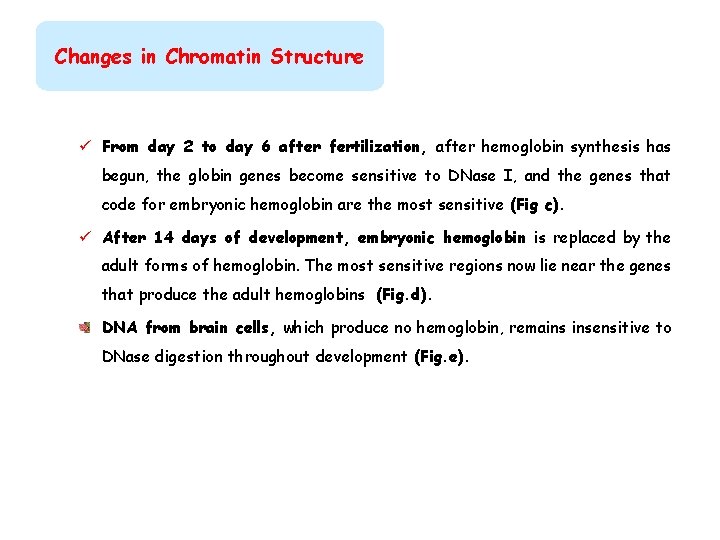 Changes in Chromatin Structure ü From day 2 to day 6 after fertilization, after