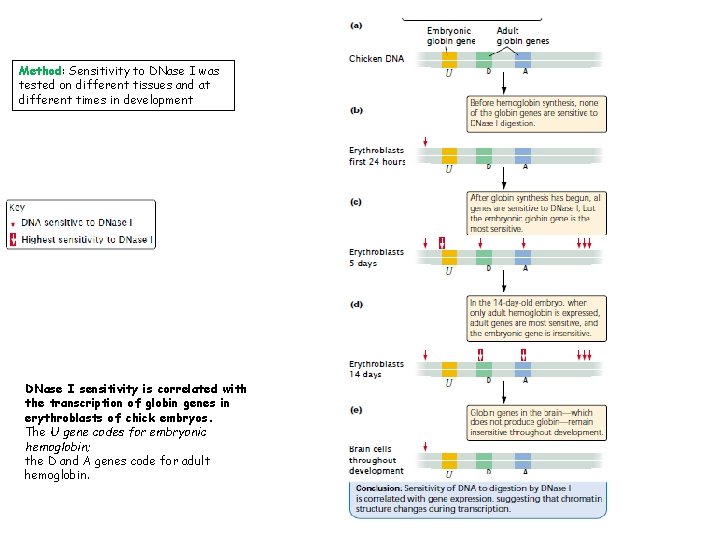 Method: Sensitivity to DNase I was tested on different tissues and at different times