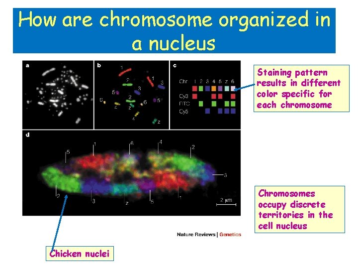 How are chromosome organized in a nucleus Staining pattern results in different color specific