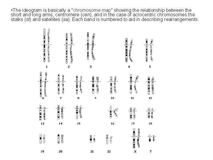  • The ideogram is basically a "chromosome map" showing the relationship between the