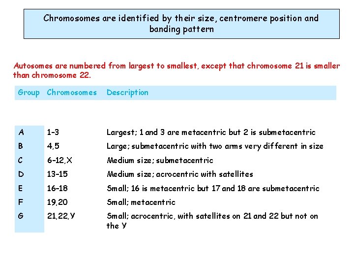 Chromosomes are identified by their size, centromere position and banding pattern Autosomes are numbered