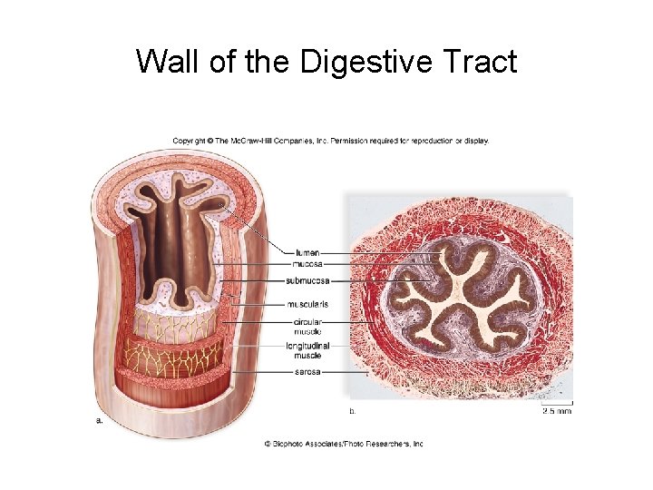 Wall of the Digestive Tract 