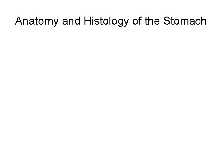 Anatomy and Histology of the Stomach 