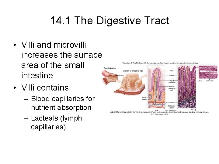 14. 1 The Digestive Tract • Villi and microvilli increases the surface area of