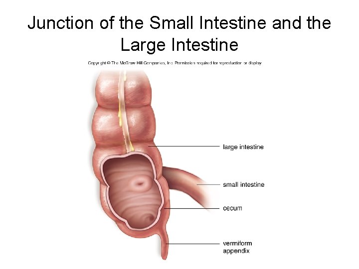 Junction of the Small Intestine and the Large Intestine 