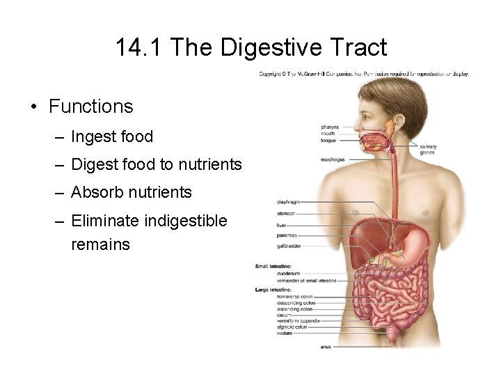 14. 1 The Digestive Tract • Functions – Ingest food – Digest food to