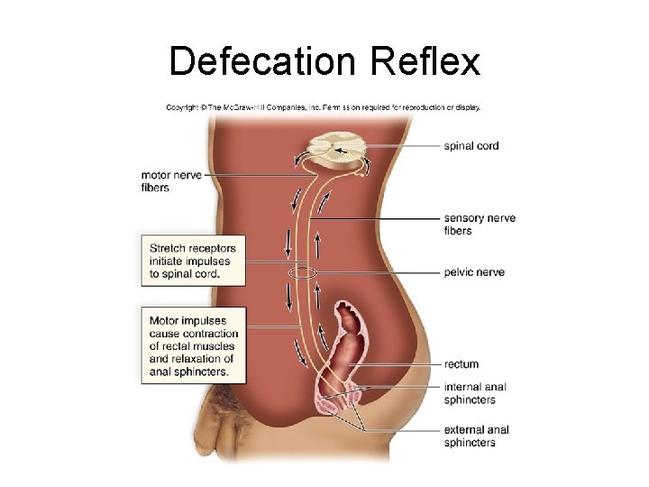 Defecation Reflex 