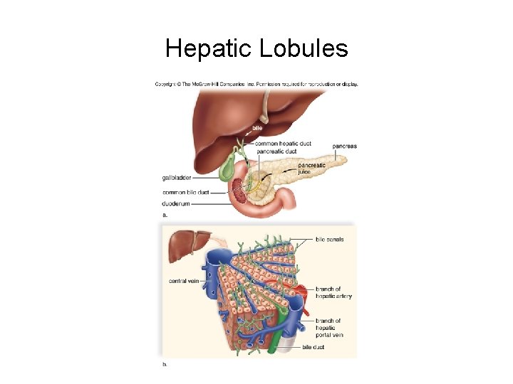 Hepatic Lobules 