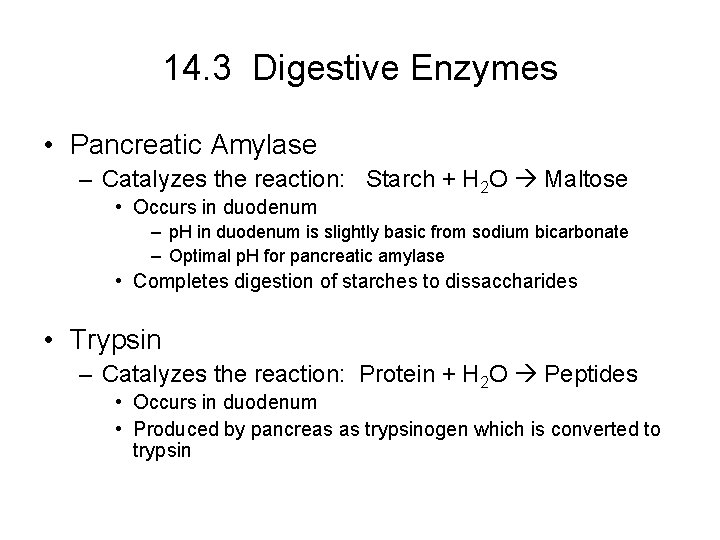 14. 3 Digestive Enzymes • Pancreatic Amylase – Catalyzes the reaction: Starch + H