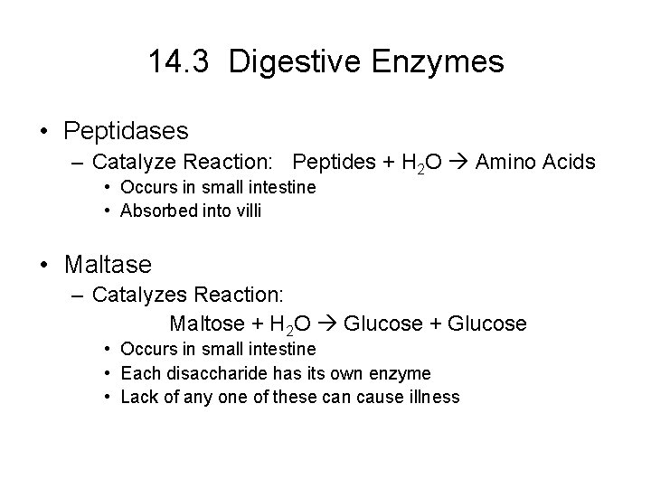 14. 3 Digestive Enzymes • Peptidases – Catalyze Reaction: Peptides + H 2 O