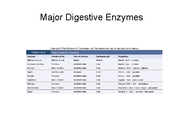 Major Digestive Enzymes 