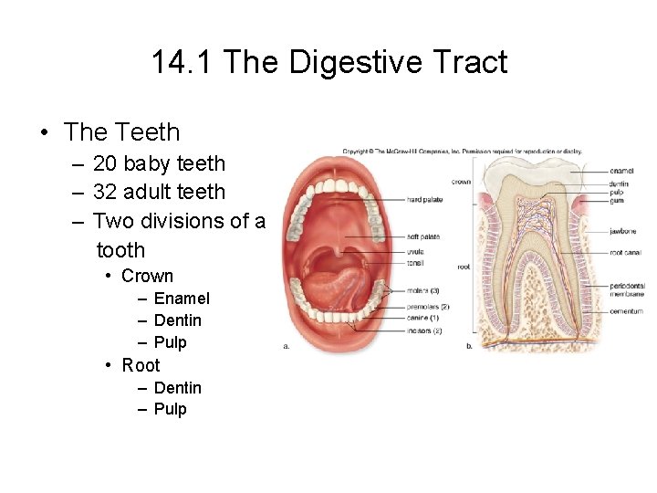 14. 1 The Digestive Tract • The Teeth – 20 baby teeth – 32