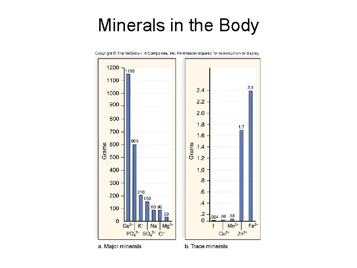 Minerals in the Body 